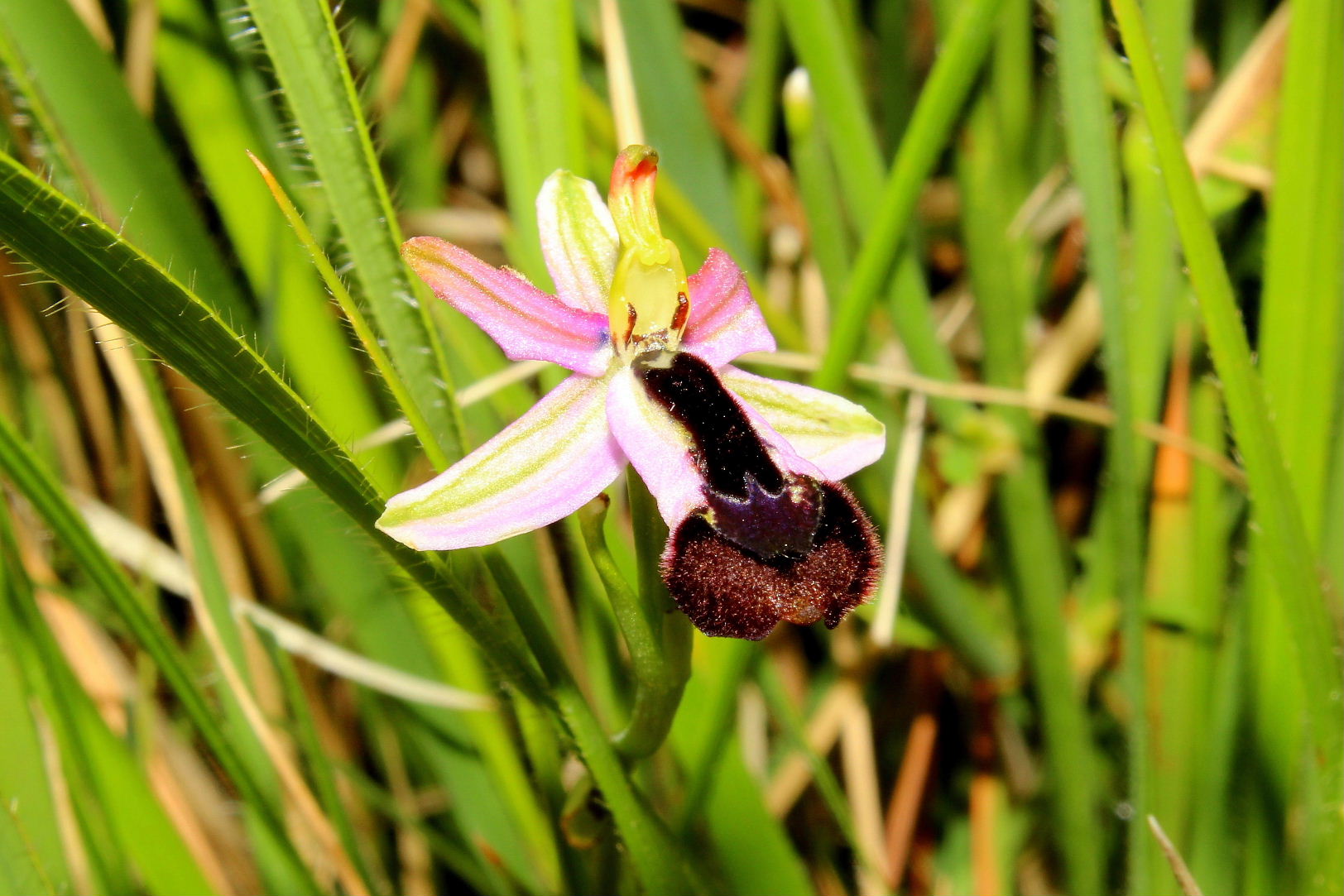 Lusus di Ophrys bertolonii